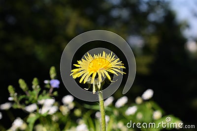 One yellow dandelion Stock Photo